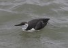 Guillemot at Southend Pier (Steve Arlow) (53956 bytes)